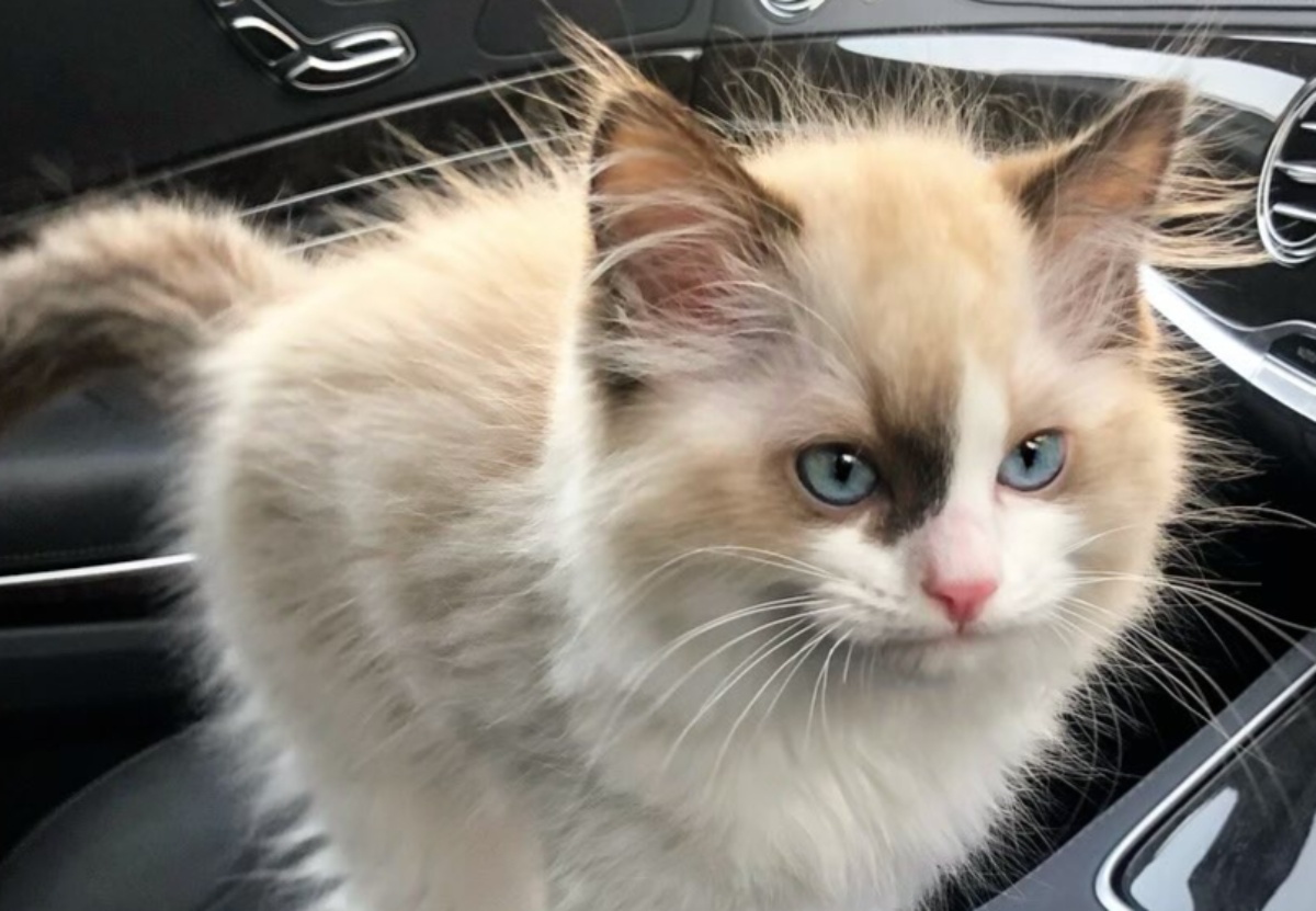 生後3カ月で保護した、キリっとしたお顔の愛猫が7年後……　まさかの成長に「幸せを物語っていますね」「あらまぁ立派で」「尊い」（1/3） | 猫 ねとらぼ