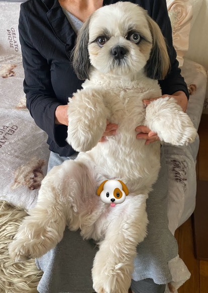 ぬいぐるみのようなあおくん
