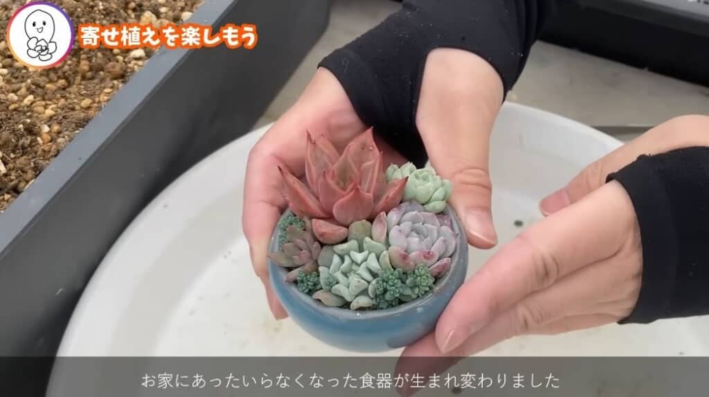 多肉植物を植えた状態