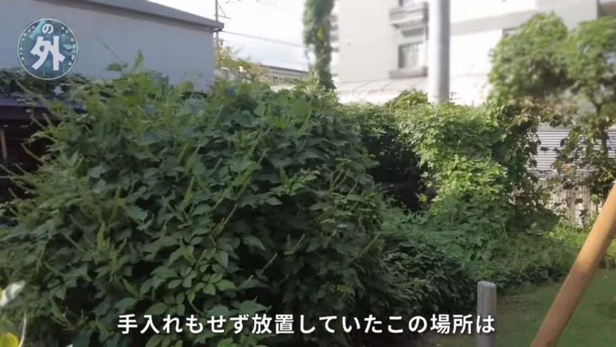 ヤブガラシに覆われた庭を一掃したら……　「モリゾーがいる」目の前に現れた“衝撃の事実”に「恐るべし」（1/3） | ライフスタイル ねとらぼ