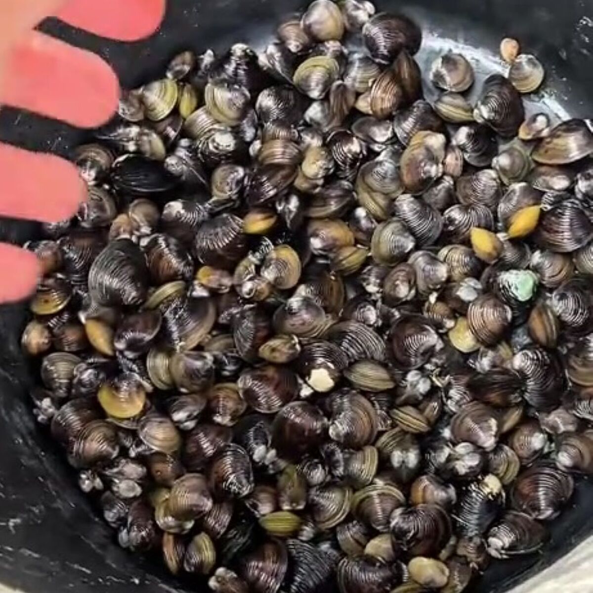 シジミ308匹を捕まえた男性→3日後、ウキウキで見に行くと…… 　「なんじゃこりゃああ」まさかの光景が390万再生 | その他生き物 ねとらぼ