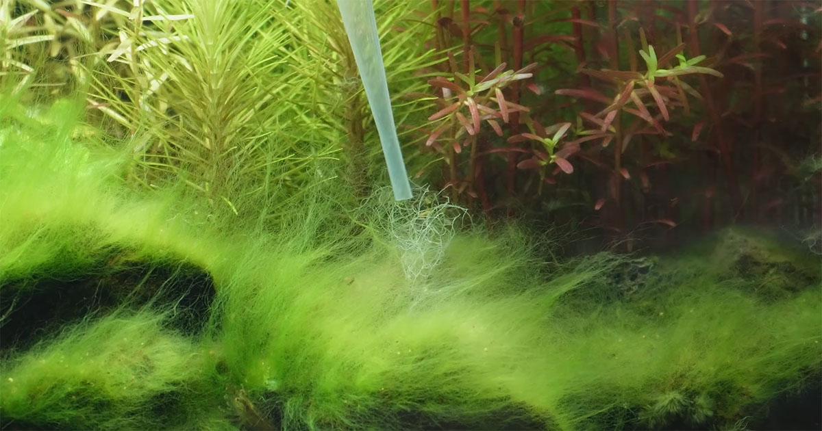 水槽にびっしり生えた“厄介なコケ”→スポイトで液体をかけたら……　驚きの変化に「ここまで効果があるとは」「使ってみたい」（1/3） | その他生き物 ねとらぼ