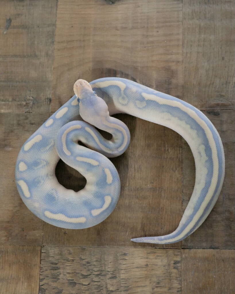 脱皮前2日間だけ体がブルーと白の色味になる
