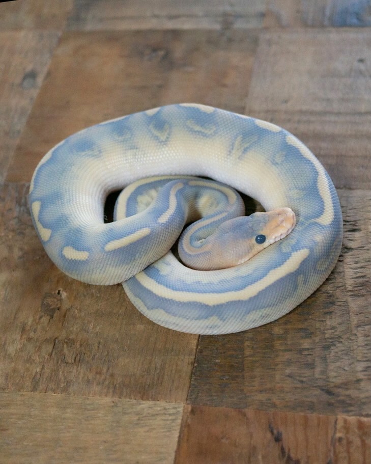 目もブルーに見える
