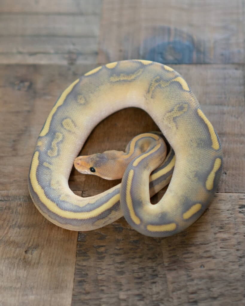 脱皮を終えた今回のボールパイソン