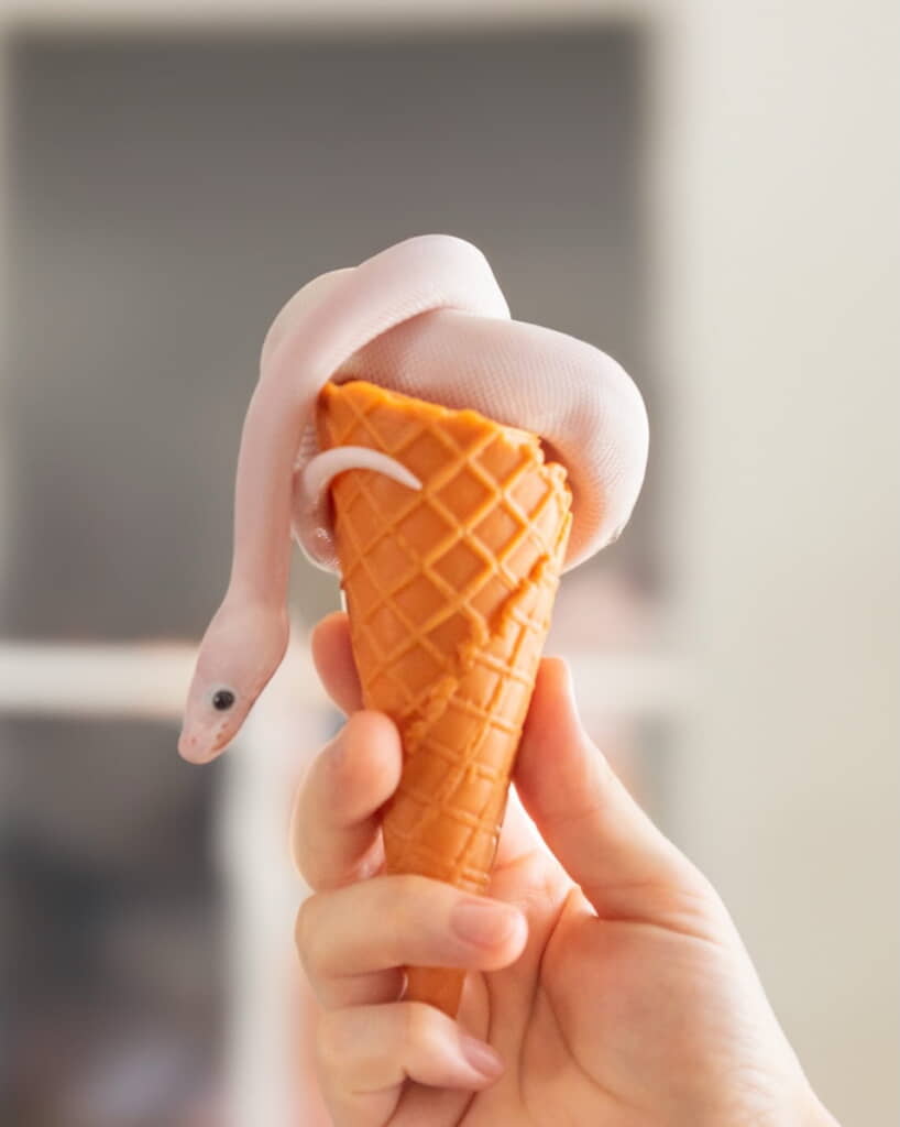 「おっと、暑すぎて溶けてきた」