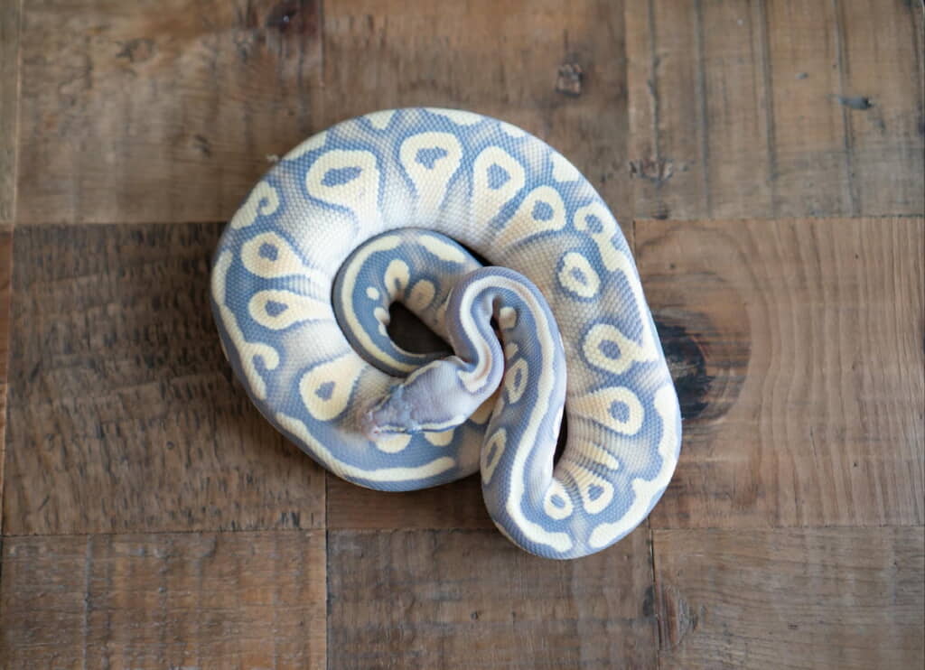 「脱皮前のゴーストはより美しい……（n回目）」