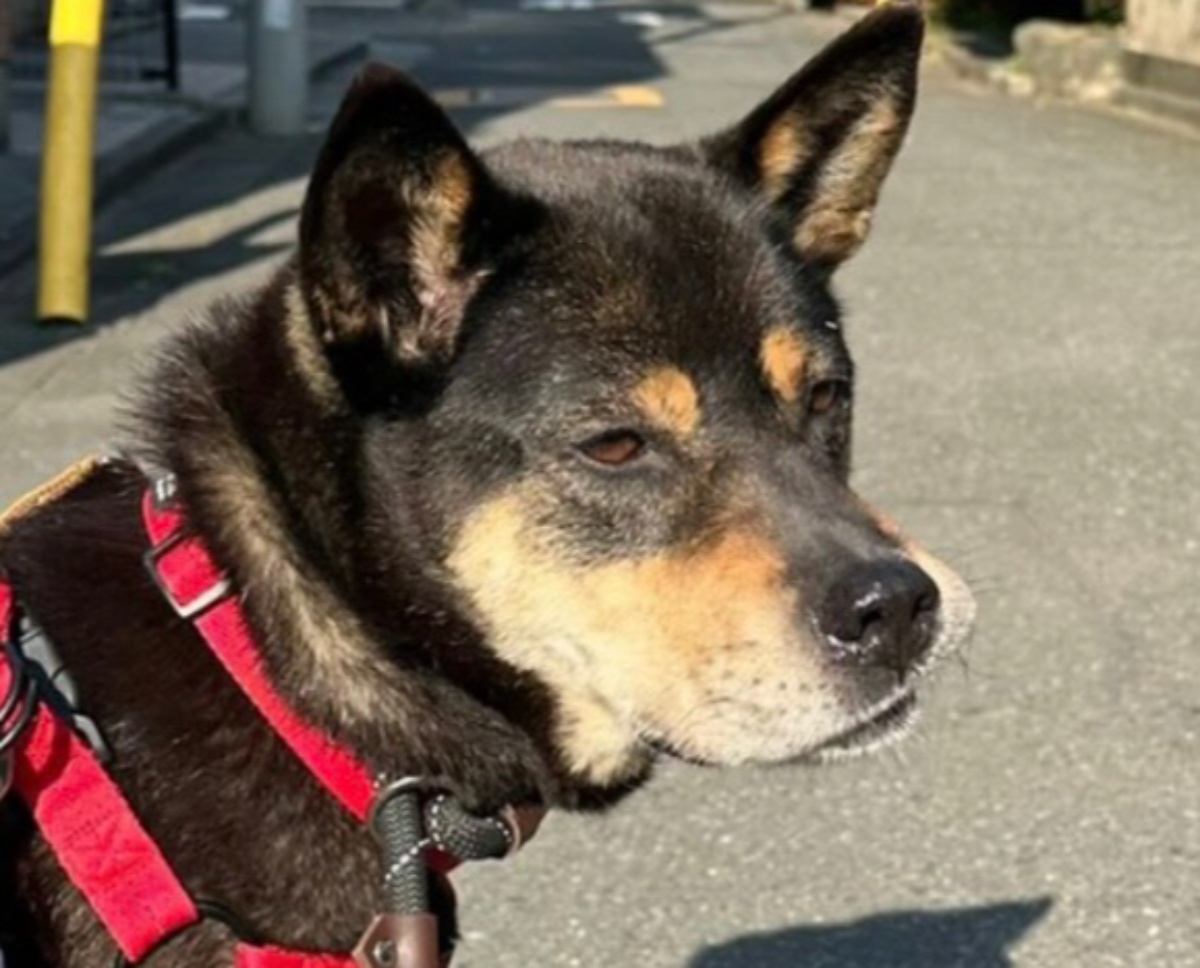 里親募集中、難しい表情をしていた成犬→引き取って3年たつと……　まさかの変化に「わぁぁぁぁ」「表情が全然違う」「相棒って感じ」（1/3） | 犬 ねとらぼ