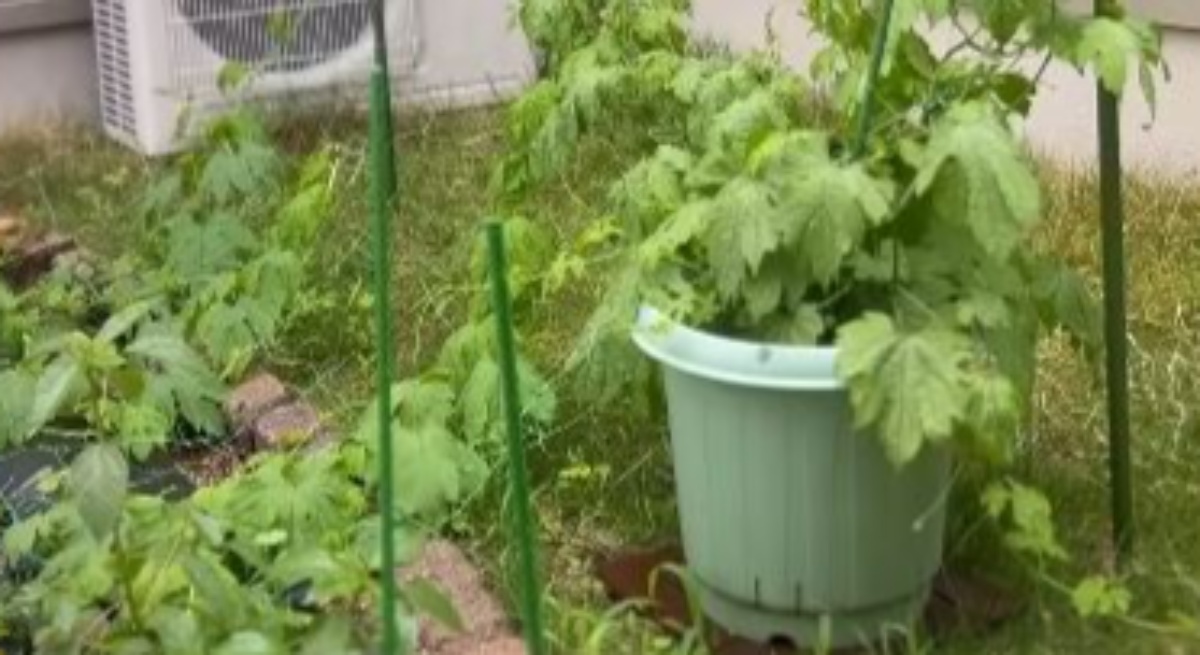 夏前、庭に植えたゴーヤ→2カ月後……「ジャックされた」　とんでもない状態になった自宅に「すごすぎる」（1/3） | ライフスタイル ねとらぼ