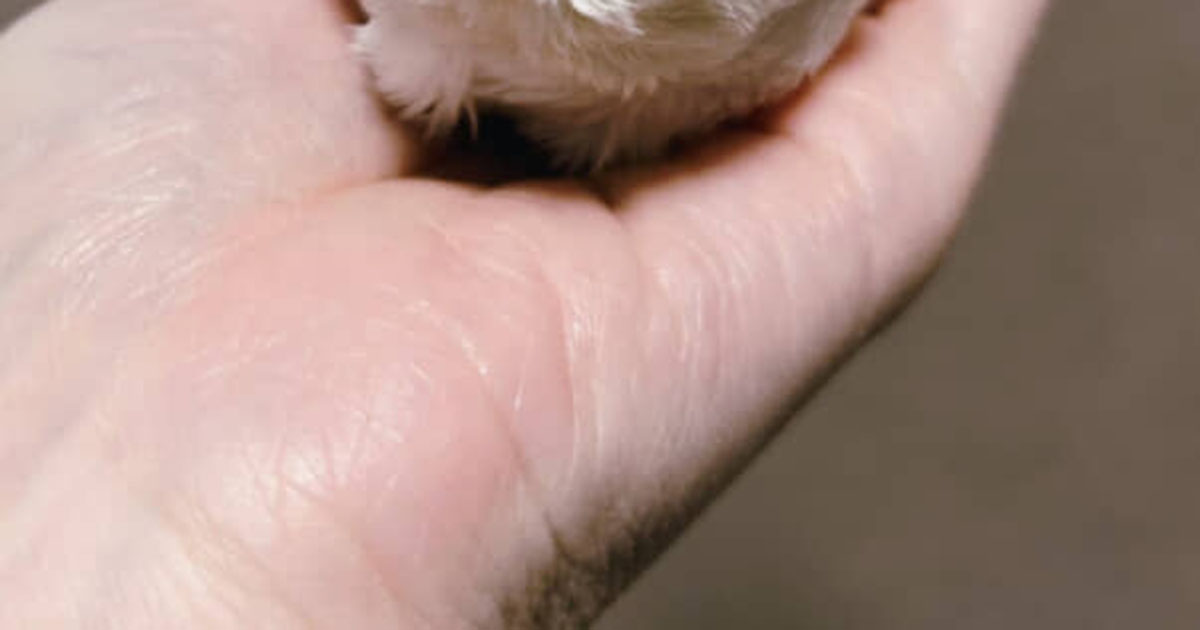 裁縫に興味ない夫→体調不良の妻のため、夜な夜な作るのは……　240万表示のアイテムに「尊すぎる」「素敵な旦那さん」（1/3） | ハンドメイド ねとらぼ