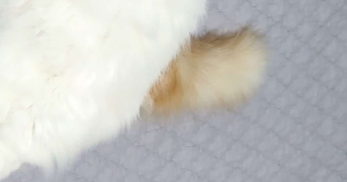 お気に入りのぬいぐるみを捨てられそうになった猫→毎日の寝姿に「守りたすぎる」「どっちがぬいぐるみ」（1/3） | 猫 ねとらぼ