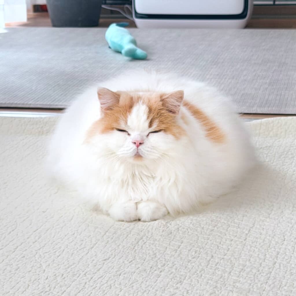 冬に向けてふわふわまん丸に