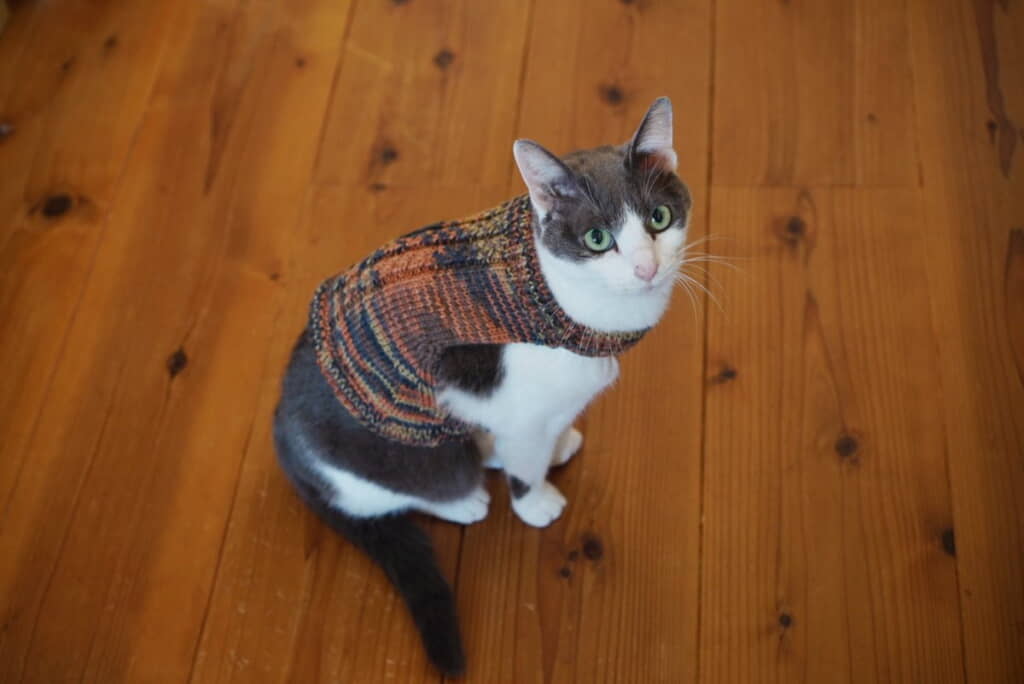飼い主さんが編んだお手製ニット