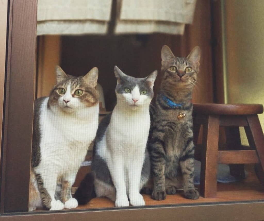 3匹の猫ちゃんたち