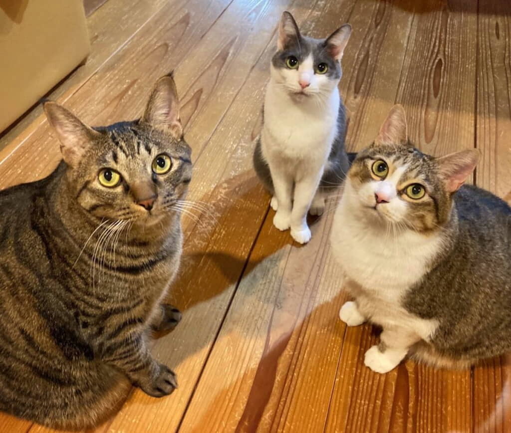 みんな仲良く暮らしています