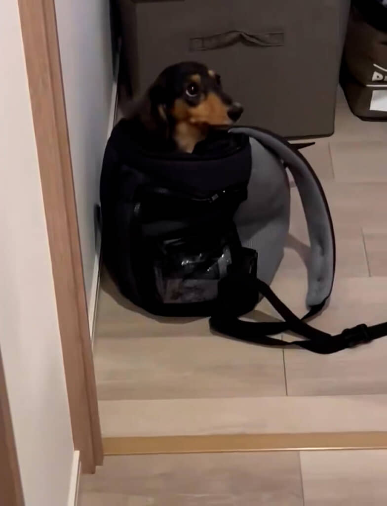 バッグの中で待機中！