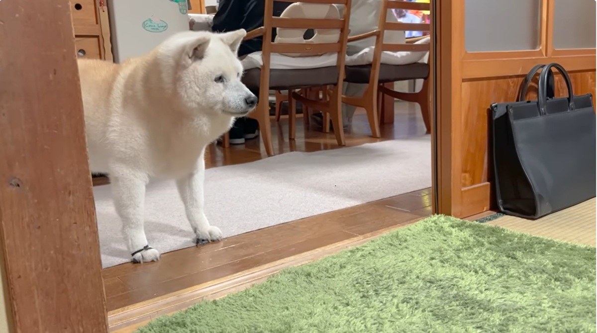 16歳柴犬、母が遂にコタツを解禁すると……　コタツを満喫する姿に心があらわれる「最高だね」「寝相かわいい」（1/3） | 犬 ねとらぼ