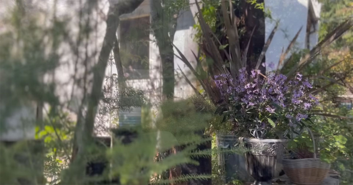 庭がさみしくなる季節→植えるだけでオシャレ見え！　手間いらずの“主役”に「美しいですね」「センスが素晴らしい」（1/3） | その他生き物 ねとらぼ