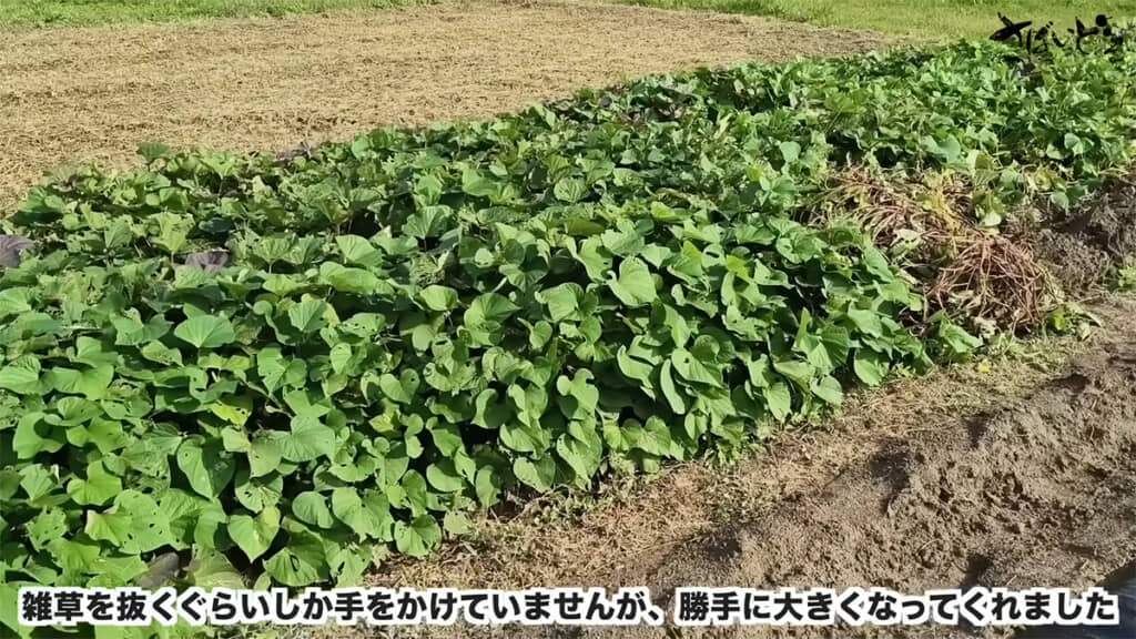 5月に植えたサツマイモ、立派に育ってくれたようです