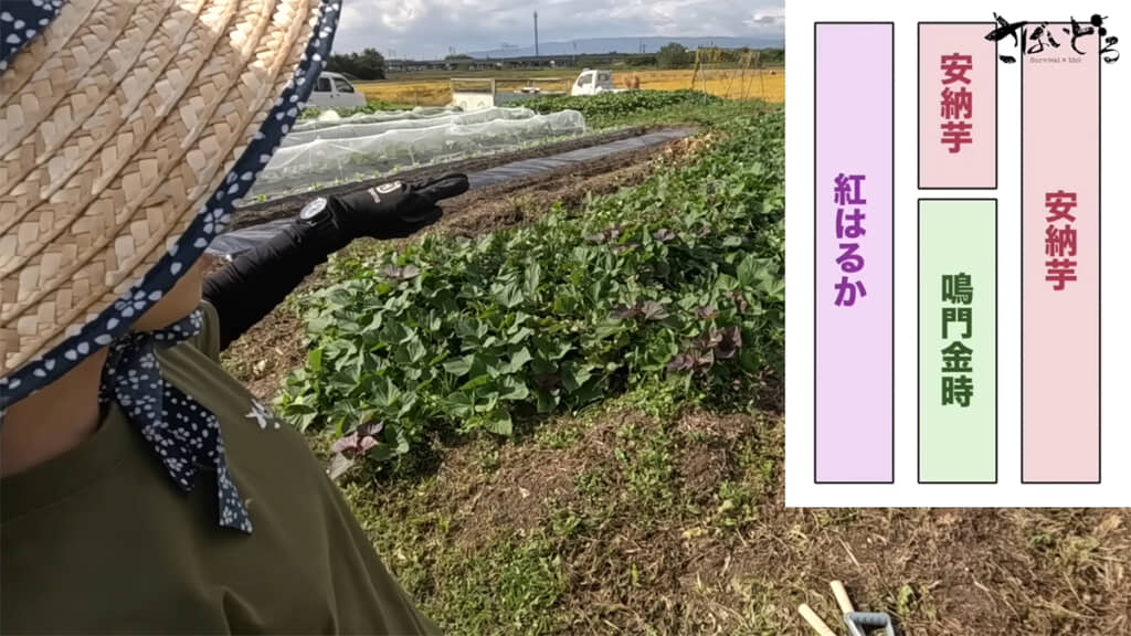 3種のサツマイモを植えたとのこと、全部無事に育っているでしょうか……？