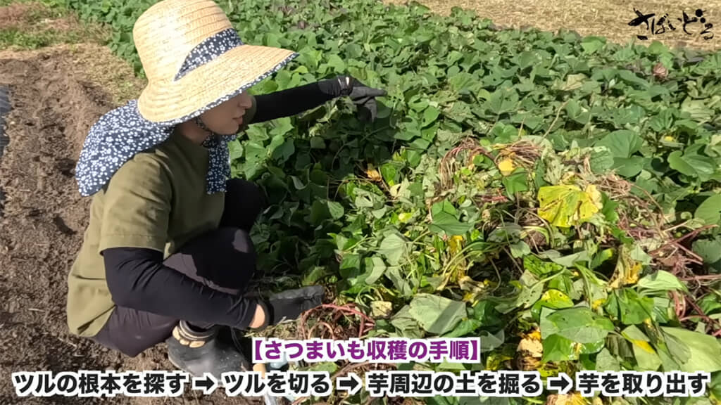サツマイモの収穫方法をネットで調べて