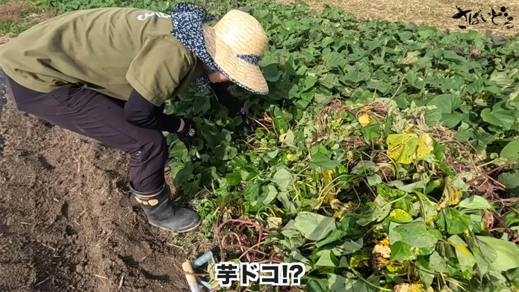 いざ実践、ツルの多さに驚きます