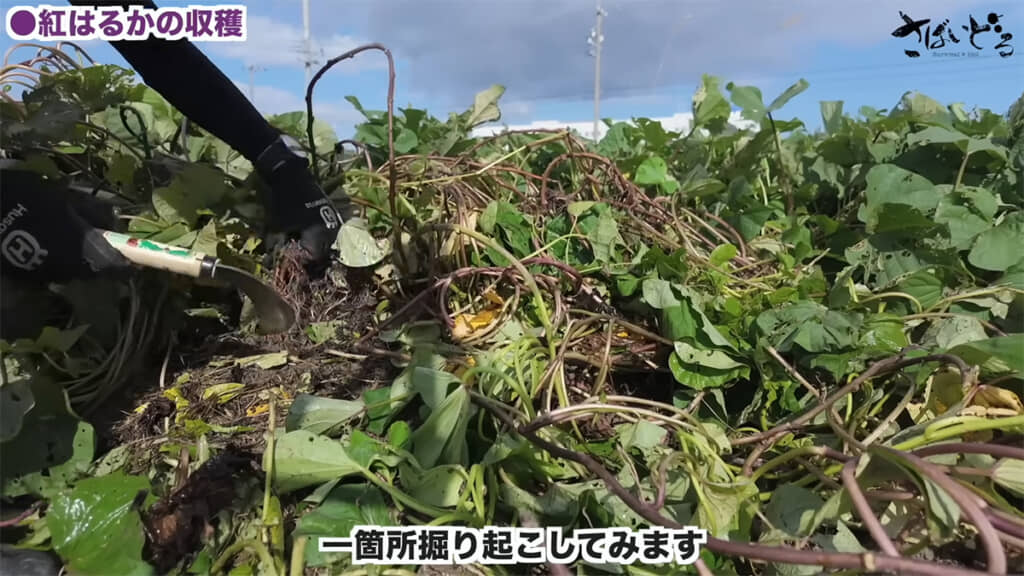 まず1カ所を掘り起こしてみることに