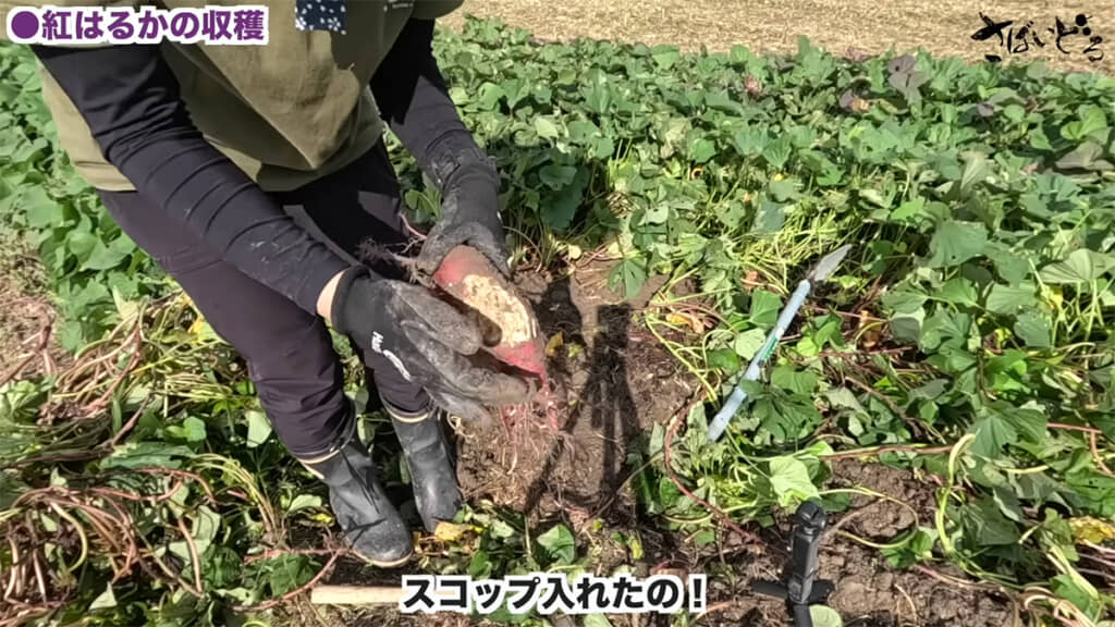 立派な紅はるか……と思ったら、一部が切れてしまっていました