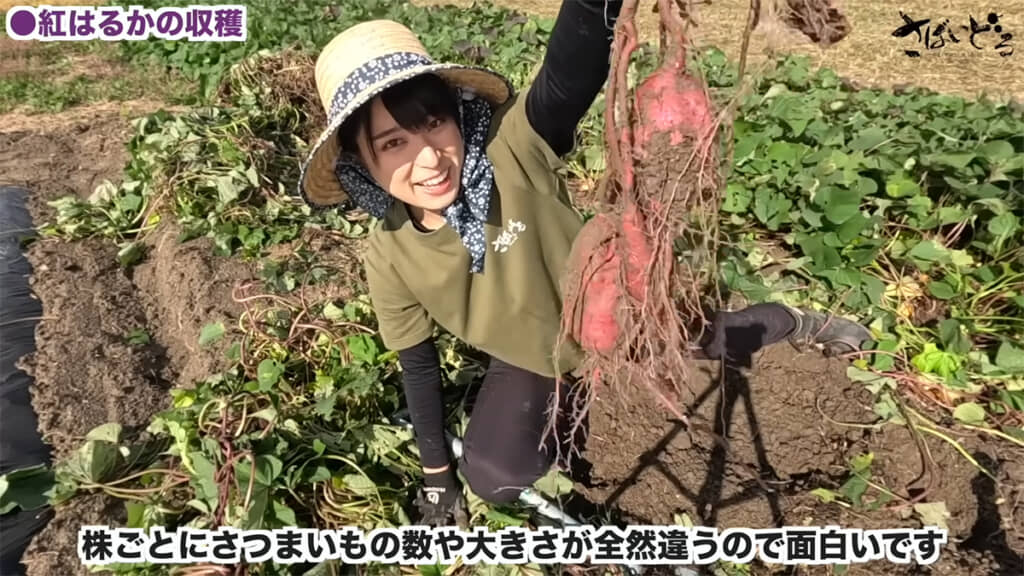 株ごとに大きさや個数の違いがあったとのこと