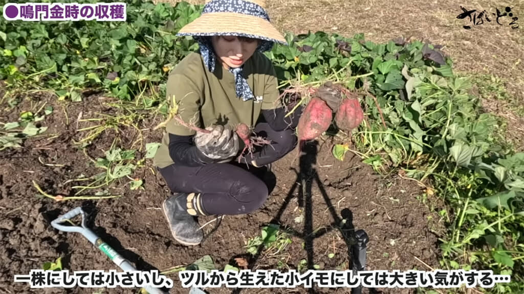 鳴門金時の大きさの違いに困惑