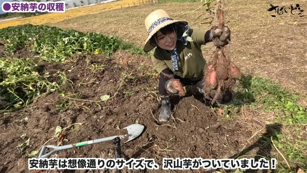安納芋は想像通りの大きさでした