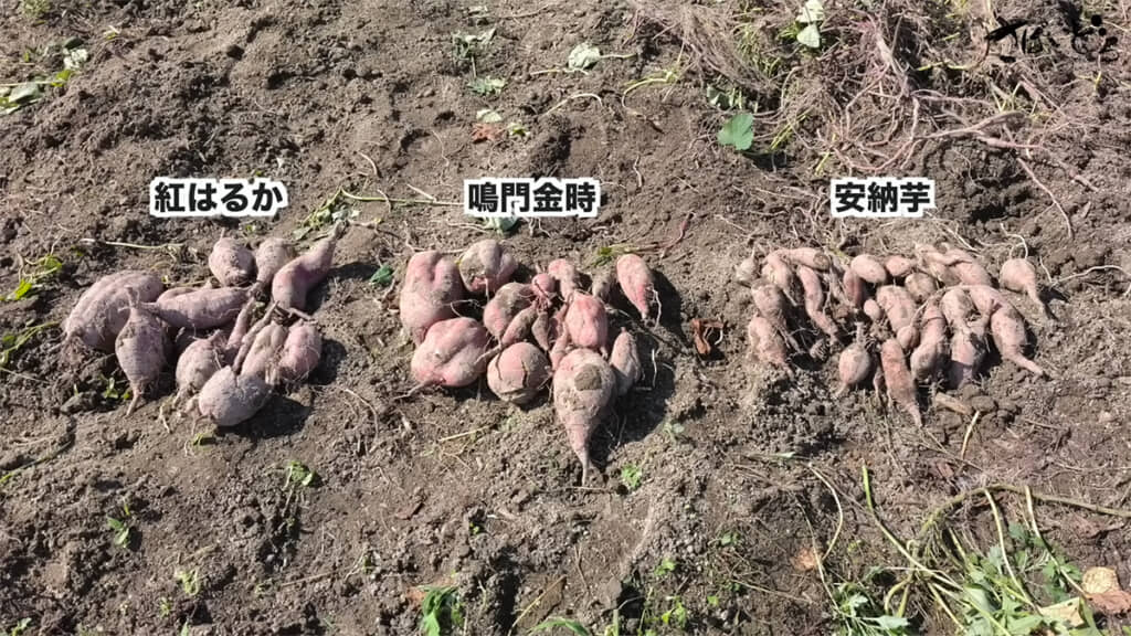 7株ずつ収穫完了、3種とも豊作です！