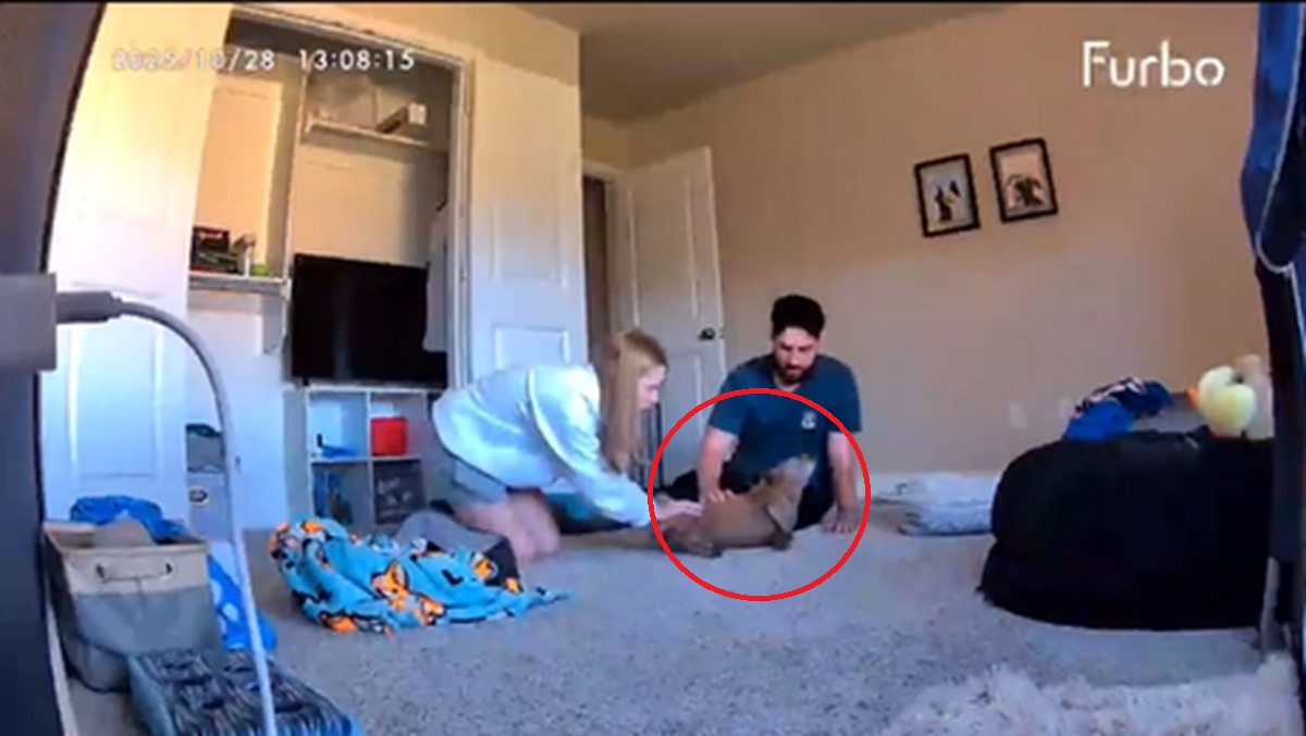 再会した愛犬が突然“まさか”の事態に……　1700万回再生の瞬間に「泣いてしまう」「うちの犬もある」と反響集まる【海外】 | 動物 ねとらぼ