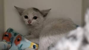 救助された子猫