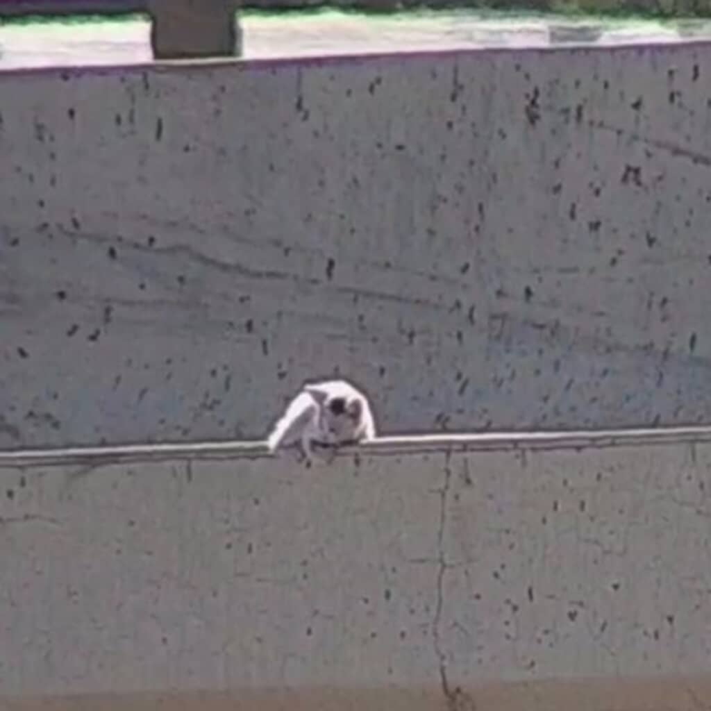 高速道路にいた子猫の救出劇