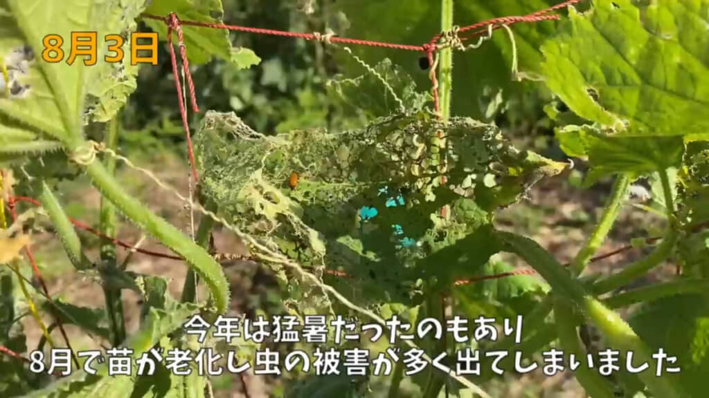 4月下旬に植えたキュウリの苗が8月の時点でボロボロに