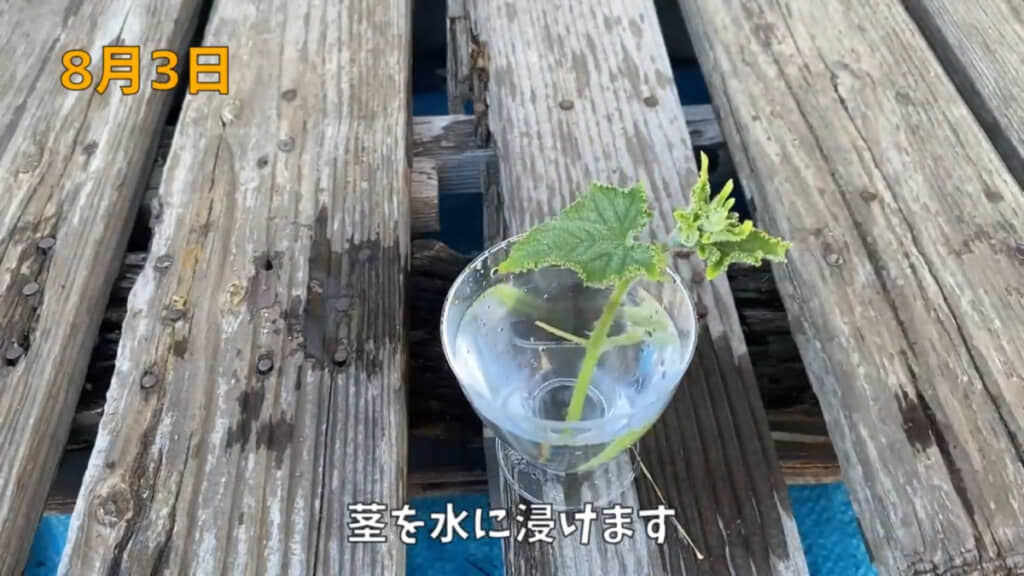 つるの先端からカットして水に挿しています