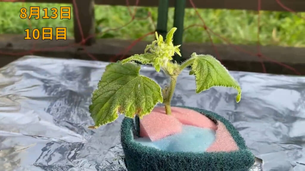 発泡スチロール容器を使った水耕栽培で育てています