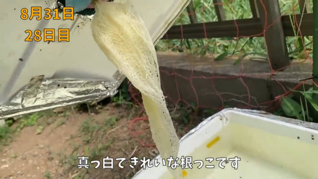 28日目で根っこがこんなにも成長しました