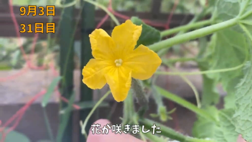 水耕栽培を始めて約1カ月後に花が咲きました
