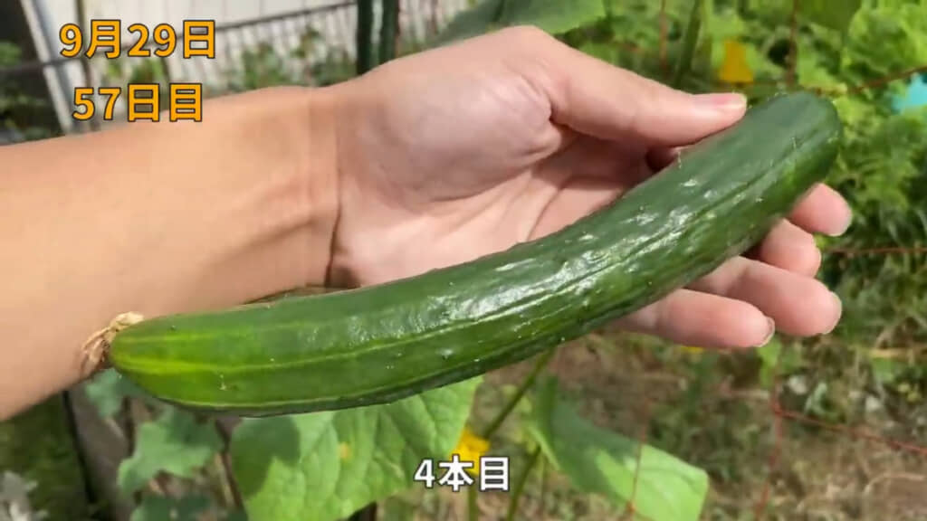大きくて形のきれいなキュウリができました