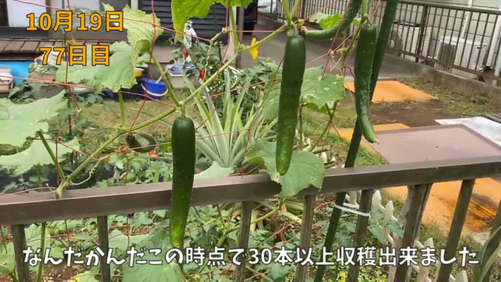 鈴なりに実ったキュウリの実