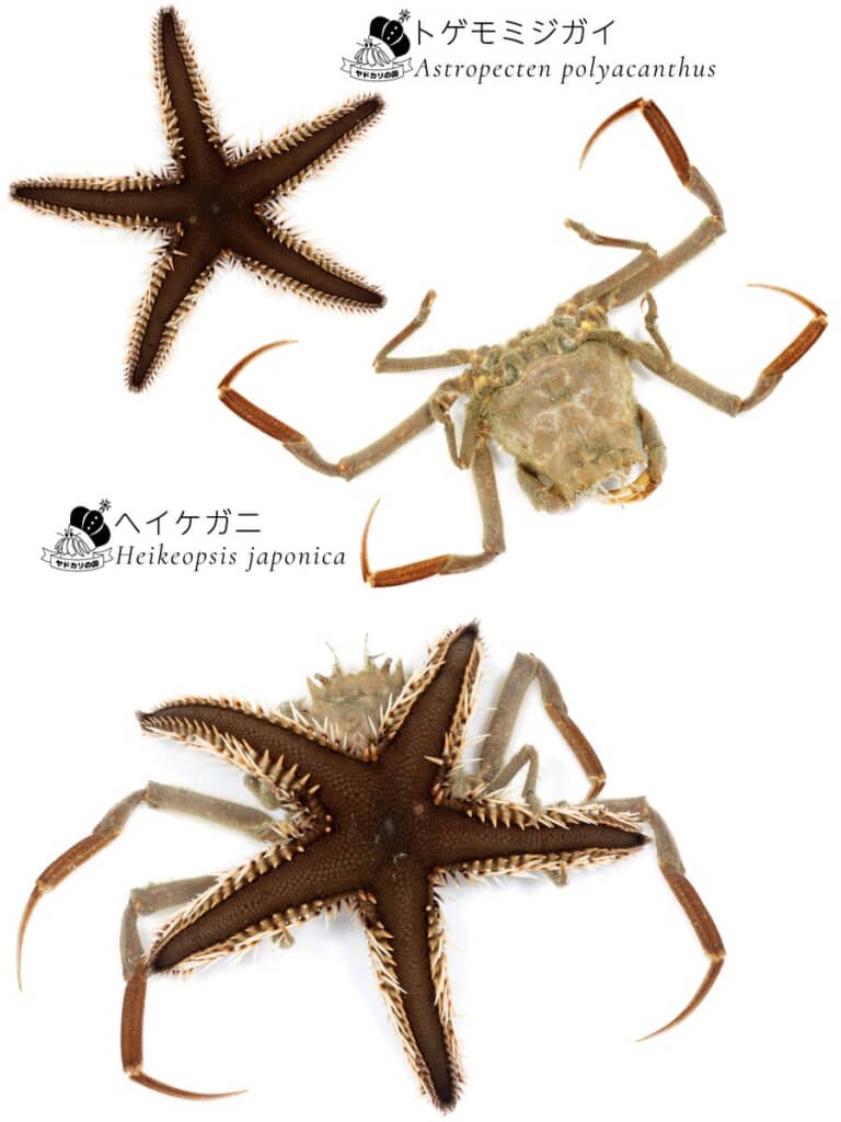 真の姿をお披露目