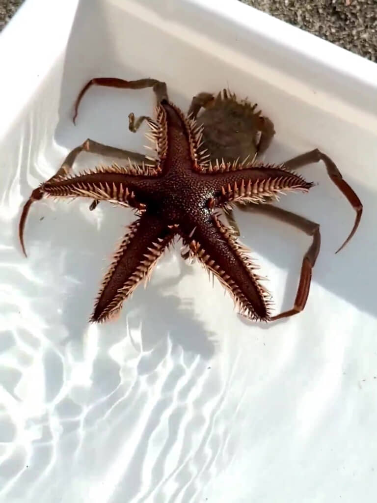 どうやらヒトデを相当気に入っている様子のヘイケガニさん