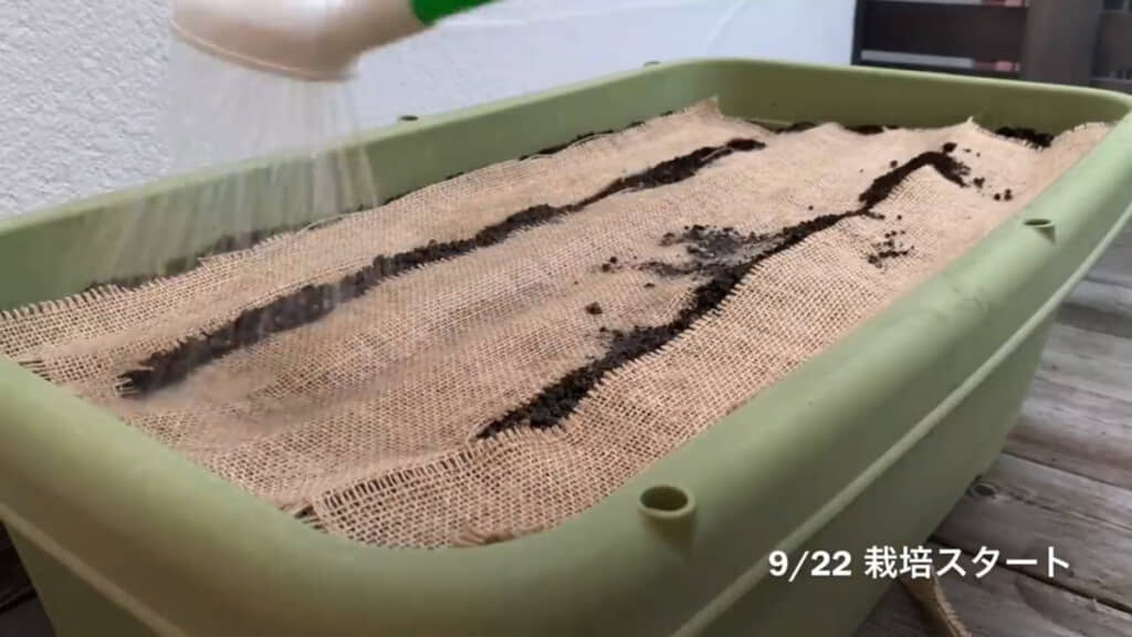栽培開始