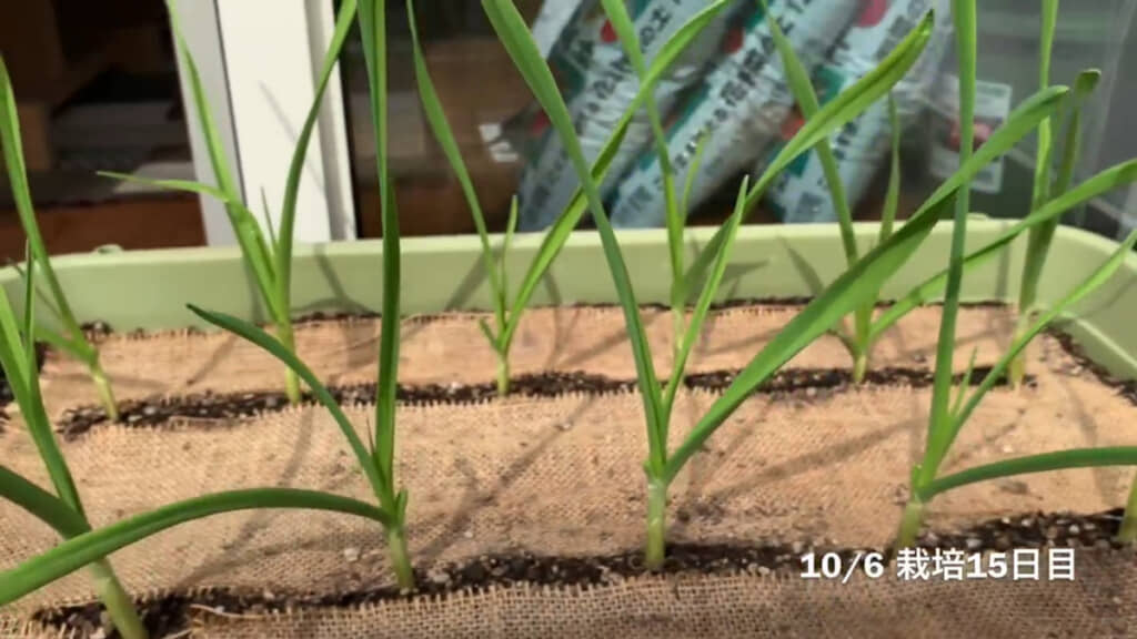 あっという間に本葉が4枚ほど出てきました