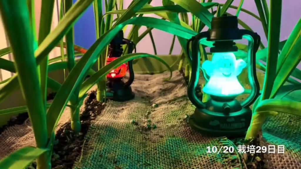 土増しと土寄せで5～6センチ土を高くした様子