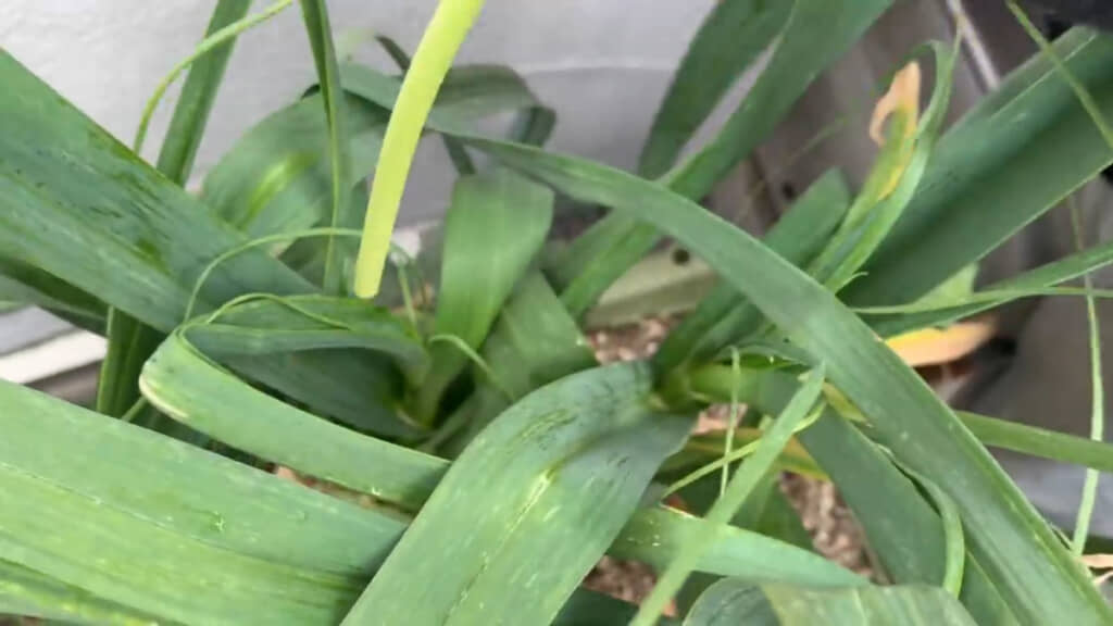 お子さんといっしょに“芽摘み体験”するのも楽しそうです