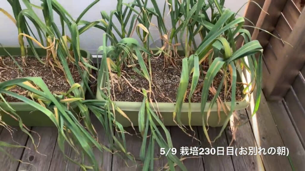 収穫のタイミングは目で見てチェック