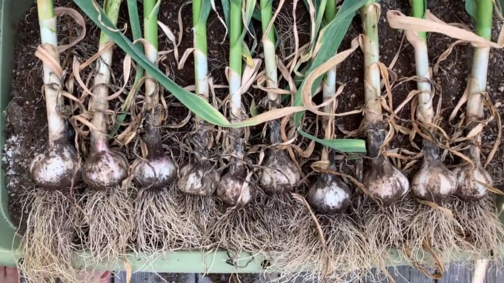 大きく育ってくれた10株のニンニク